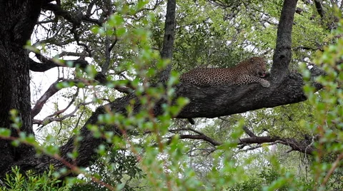 Leopard in a tree in the forest Stock Footage 65488268