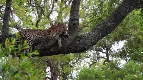 Leopard in a tree in the forest mid shot Stock Footage 65485646