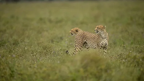 Leopard in a tree in Full Relaxation Mode In Serengeti national park Tanzania Stock Footage 116362843