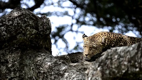 Leopard in a tree in Full Relaxation Mode In Serengeti national park Tanzania Stock Footage 116363311