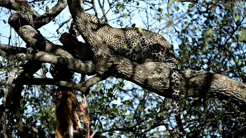 Leopard in a tree in Full Relaxation Mode In Serengeti national park Tanzania Stock Footage 116363997