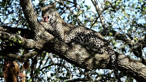 Leopard in a tree in Full Relaxation Mode In Serengeti national park Tanzania Stock Footage 116364271