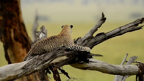 Leopard in a tree in Full Relaxation Mode In Serengeti national park Tanzania Stock Footage 116386487