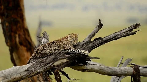 Leopard in a tree in Full Relaxation Mode In Serengeti national park Tanzania Stock Footage 116386600