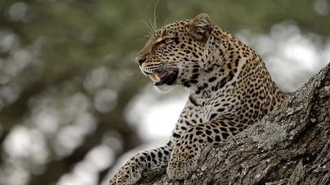 Leopard in a tree in Full Relaxation Mode In Serengeti national park Tanzania Stock Footage 116394793