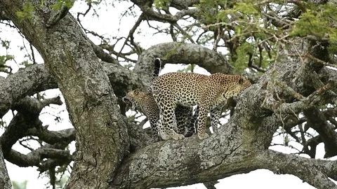 Leopard in a tree in Full Relaxation Mode In Serengeti national park Stock Footage 116414487