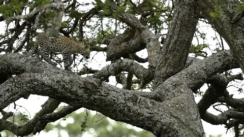 Leopard in a tree in Full Relaxation Mode In Serengeti national park Stock Footage 116414712