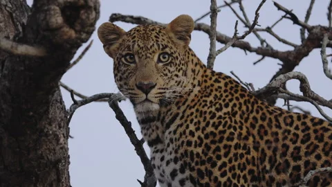 Leopard in tree gazing at camera before sunrise, South Africa Stock Footage 318820759