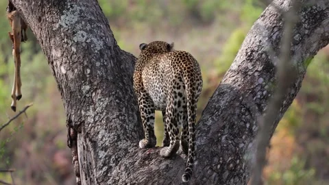 Leopard in a tree with impala Stock Footage 165148186