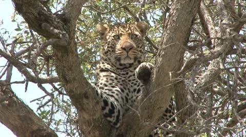 A leopard on a tree looking at the camera 2 Stock Footage 8927542