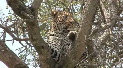 A leopard on a tree looking at the camera Stock Footage 8927545
