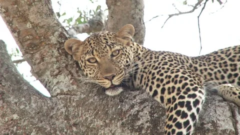 A leopard on a tree looks at the camera then sleeps off Stock Footage 80950128