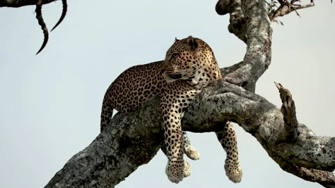 Leopard up in a tree in the Maasai Mara, Kenya Видео 132503842
