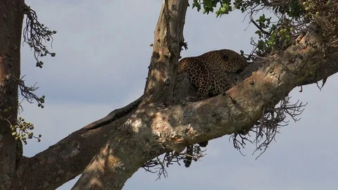 Leopard on a tree masaii mara national park kenya Stock Footage 79682780