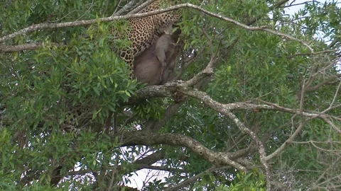 LEOPARD IN TREE MOVES WARTHOG Video stock 76131946