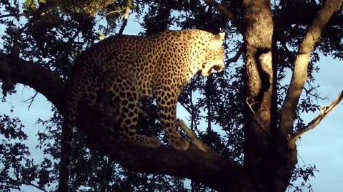 Leopard on a tree at night Stock Footage 107442300