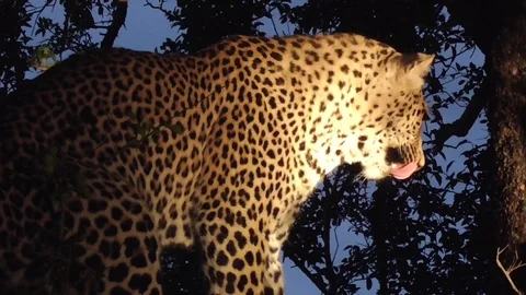 Leopard on a tree at night Stock Footage 107442780