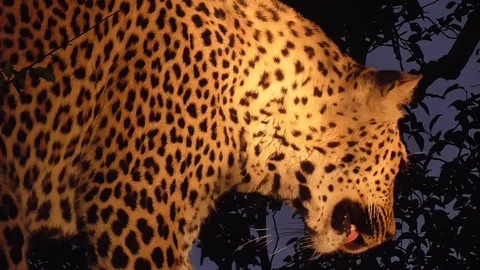 Leopard on a tree at night Stock Footage 107443196