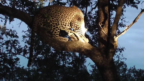 Leopard on a tree at night stalked by hyena Stock Footage 107439120