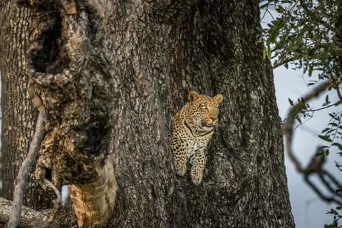 Leopard in a tree in the Okavango delta. Stock Photos