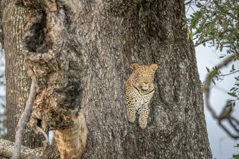 Leopard in a tree in the Okavango delta. Foto stock