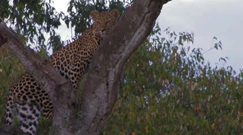 Leopard in tree pan from tail to head Stock Footage 22793463