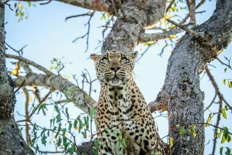 Leopard in a tree. Stock Photos