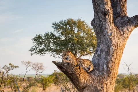 Leopard in a tree Foto stock