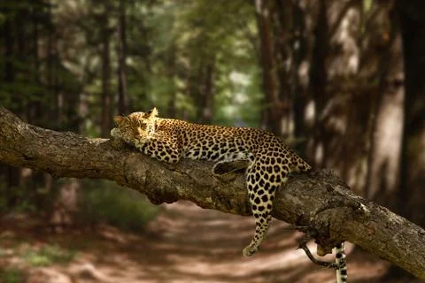 Leopard on tree Stock Photos