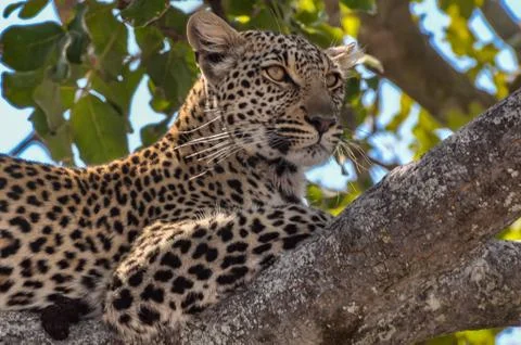 Leopard in a tree Stock Photos