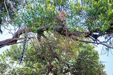 Leopard on the tree Stock Photos