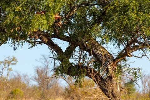 Leopard in tree resting next to the remains of his kill Stock Photos