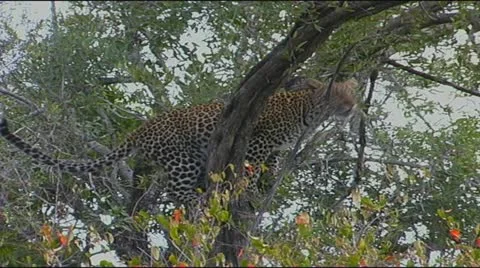 Leopard in tree snarling and looking to jump Stock Footage 22201766