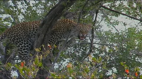 Leopard in tree snarling Stock Footage