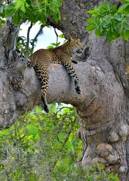 Leopard on a tree. The Sri Lankan leopard (Panthera pardus kotiya) 스톡 사진