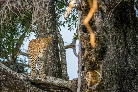Leopard in a tree starring at the camera. Stock Photos