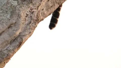 Leopard in tree, tail only visible, Kenya, E. Africa Stock Footage 237175929
