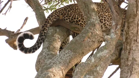 Leopard in tree, tail only visible, Kenya, E. Africa Stock Footage 237176052
