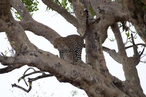 A Leopard in a tree - Tanzania. Stock Photos