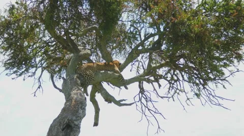 Leopard in tree tight shot Video stock 55305644