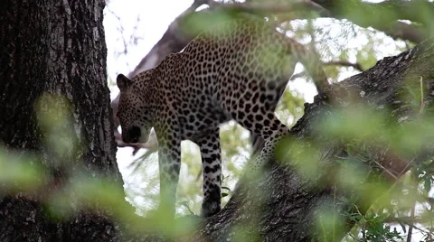 Leopard in a tree is turning and climbing down Stock Footage 65418298
