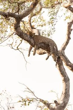 Leopard on tree in the wilderness Stock Photos