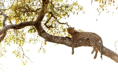 Leopard on tree in the wilderness Stock Photos
