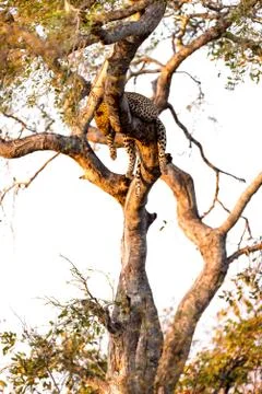 Leopard on tree in the wilderness Stock Photos