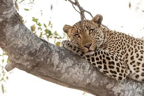 Leopard on tree in the wilderness Stock Photos