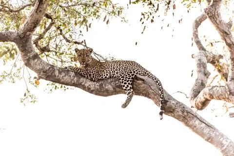 Leopard on tree in the wilderness Stock-Fotos