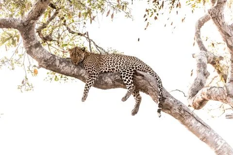 Leopard on tree in the wilderness Stock-Fotos