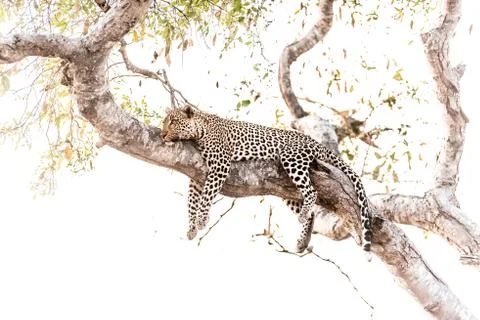 Leopard on tree in the wilderness Fotos Stock