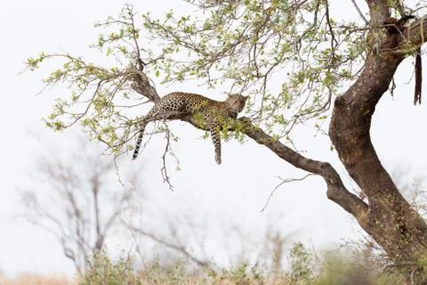 Leopard on tree in the wilderness Stock Photos