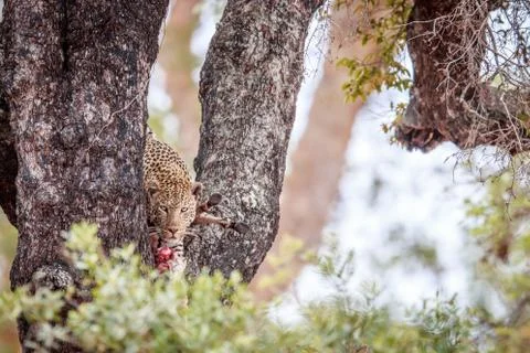 Leopard in a tree with a Zebra kill. Foto stock